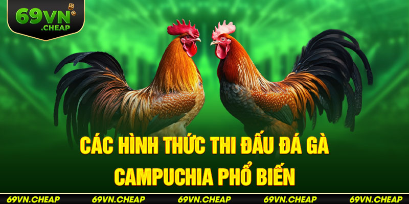 Theo dõi trực tiếp các trận đấu đá gà Campuchia