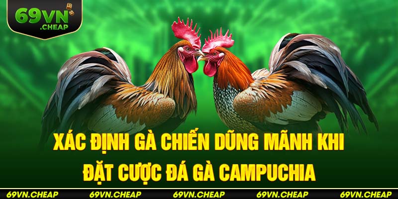 Kinh nghiệm lựa chọn thần kê khi đặt cược đá gà Campuchia